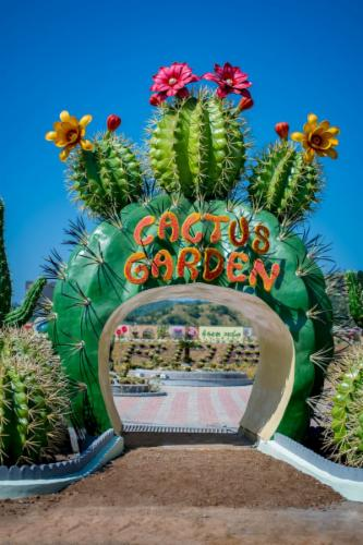 Cactus Garden - View 1